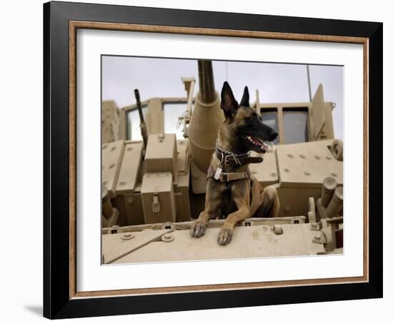 US Air Force Military Working Dog Sits on a US Army M2A3 Bradley Fighting Vehicle-Stocktrek Images-Framed Photographic Print