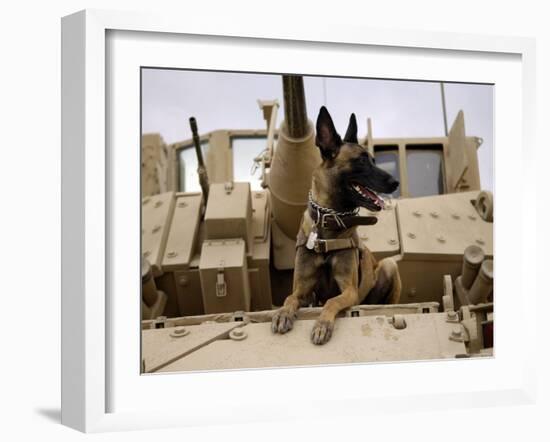 US Air Force Military Working Dog Sits on a US Army M2A3 Bradley Fighting Vehicle-Stocktrek Images-Framed Photographic Print