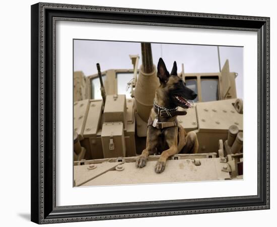 US Air Force Military Working Dog Sits on a US Army M2A3 Bradley Fighting Vehicle-Stocktrek Images-Framed Photographic Print