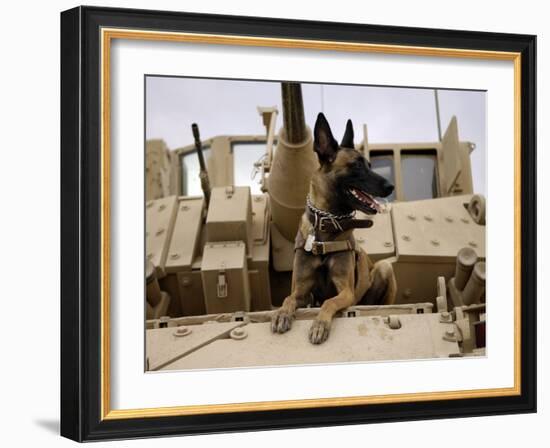 US Air Force Military Working Dog Sits on a US Army M2A3 Bradley Fighting Vehicle-Stocktrek Images-Framed Photographic Print