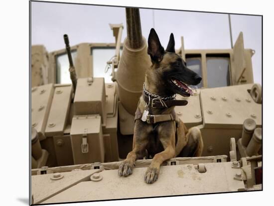US Air Force Military Working Dog Sits on a US Army M2A3 Bradley Fighting Vehicle-Stocktrek Images-Mounted Photographic Print
