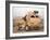 US Army Armored Truck-Stocktrek Images-Framed Photographic Print