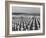 US Army Cemetery at Omaha Beach-Leonard Mccombe-Framed Photographic Print