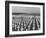 US Army Cemetery at Omaha Beach-Leonard Mccombe-Framed Photographic Print