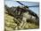 US Army Soldiers Board a UH-60 Black Hawk Helicopter-Stocktrek Images-Mounted Photographic Print