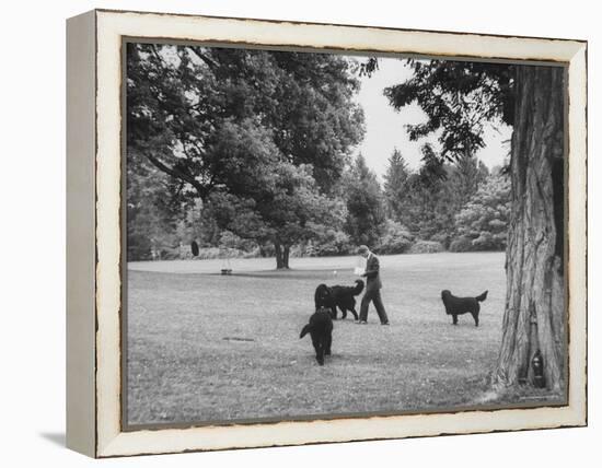 US Attorney General Robert Kennedy Reading a Book While Walking Across the Lawn with His Three Dogs-George Silk-Framed Premier Image Canvas