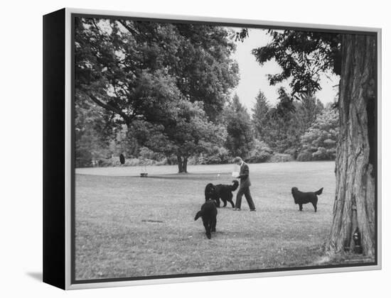US Attorney General Robert Kennedy Reading a Book While Walking Across the Lawn with His Three Dogs-George Silk-Framed Premier Image Canvas