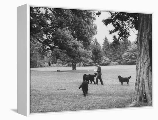 US Attorney General Robert Kennedy Reading a Book While Walking Across the Lawn with His Three Dogs-George Silk-Framed Premier Image Canvas