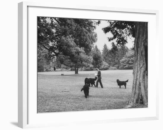 US Attorney General Robert Kennedy Reading a Book While Walking Across the Lawn with His Three Dogs-George Silk-Framed Premium Photographic Print