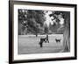 US Attorney General Robert Kennedy Reading a Book While Walking Across the Lawn with His Three Dogs-George Silk-Framed Premium Photographic Print