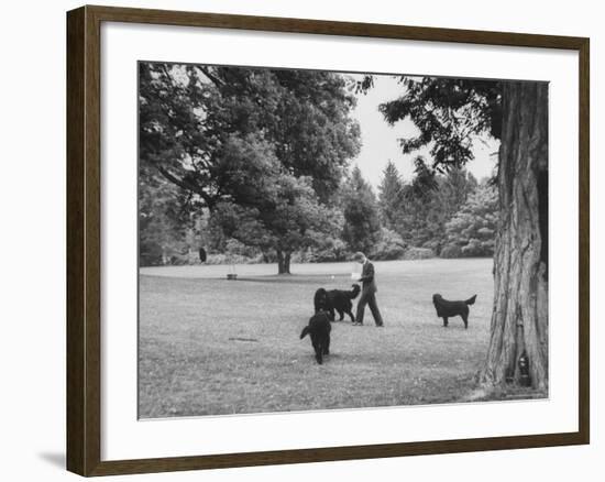 US Attorney General Robert Kennedy Reading a Book While Walking Across the Lawn with His Three Dogs-George Silk-Framed Premium Photographic Print