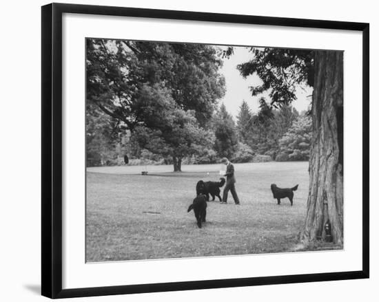 US Attorney General Robert Kennedy Reading a Book While Walking Across the Lawn with His Three Dogs-George Silk-Framed Premium Photographic Print