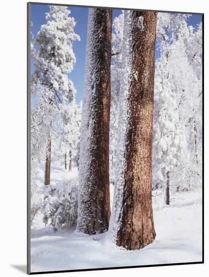 Us, Ca, Cleveland Nf, Laguna Mts, Woodpecker Holes on Ponderosa Pine-Christopher Talbot Frank-Mounted Photographic Print