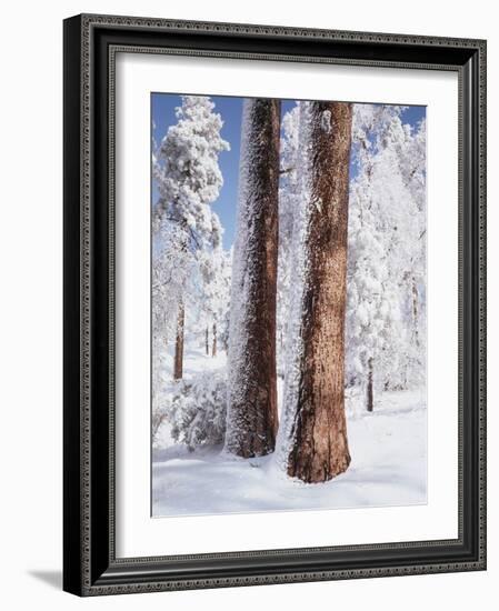 Us, Ca, Cleveland Nf, Laguna Mts, Woodpecker Holes on Ponderosa Pine-Christopher Talbot Frank-Framed Photographic Print