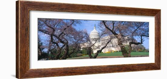 Us Capitol Building and Cherry Blossoms, Washington Dc-null-Framed Photographic Print