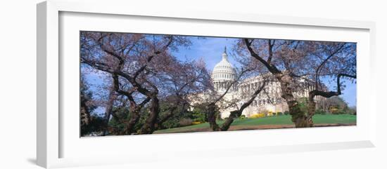 Us Capitol Building and Cherry Blossoms, Washington Dc-null-Framed Photographic Print