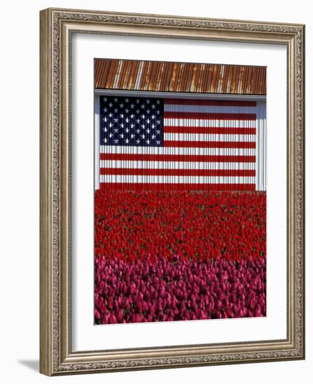 US Flag on Barn and Tulip Field, Skagit Valley, Washington, USA-William Sutton-Framed Photographic Print