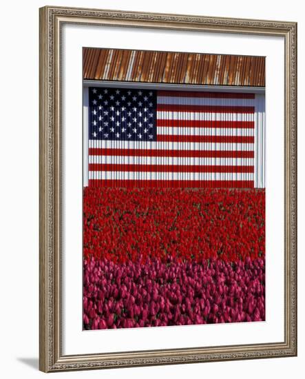 US Flag on Barn and Tulip Field, Skagit Valley, Washington, USA-William Sutton-Framed Photographic Print