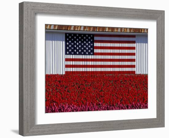 US Flag on Barn and Tulip Field, Skagit Valley, Washington, USA-William Sutton-Framed Photographic Print