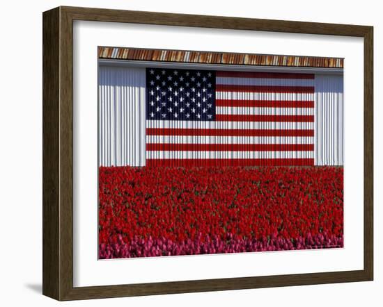 US Flag on Barn and Tulip Field, Skagit Valley, Washington, USA-William Sutton-Framed Photographic Print