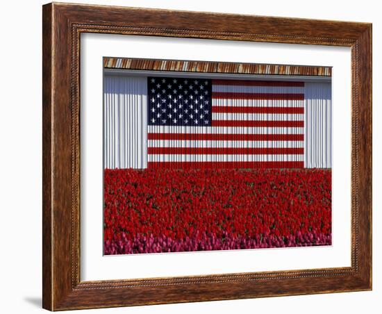 US Flag on Barn and Tulip Field, Skagit Valley, Washington, USA-William Sutton-Framed Photographic Print