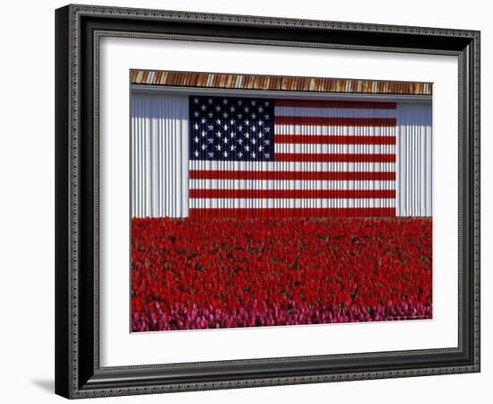 US Flag on Barn and Tulip Field, Skagit Valley, Washington, USA-William Sutton-Framed Photographic Print