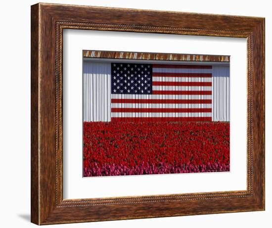 US Flag on Barn and Tulip Field, Skagit Valley, Washington, USA-William Sutton-Framed Photographic Print