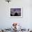 US Marine Corps Memorial is Silhouetted Against the Early Morning Sky in Arlington, Virginia-null-Framed Photographic Print displayed on a wall