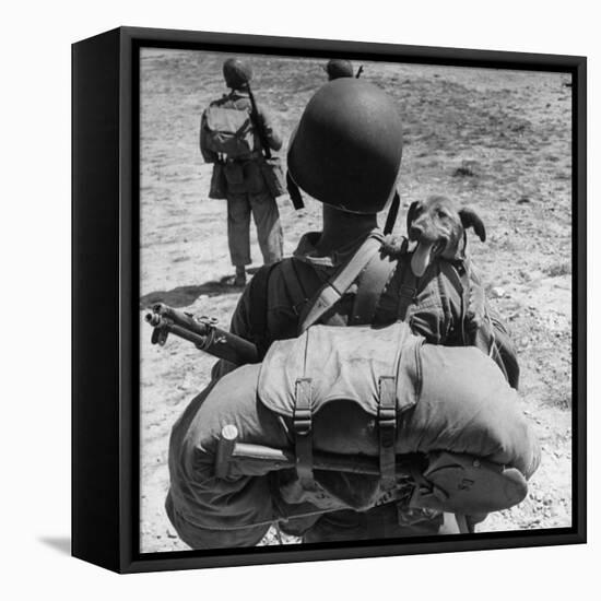 US Marine Jesse Goin Carrying His Dog Towards the Front During the Fighting on Kwajalein-George Strock-Framed Premier Image Canvas