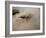 US Marines Return Fire on Taliban Positions Near the Town of Garmser in Afghanistan-null-Framed Photographic Print