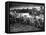 US Marines Unload Equipment and Supplies Onto the Sands of Iwo Jima from Large Coast Guard-null-Framed Premier Image Canvas