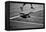 US Open Tennis NYC-null-Framed Stretched Canvas