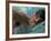 US Swimmer Mark Spitz Training for 1972 Munich Olympics-Co Rentmeester-Framed Premium Photographic Print