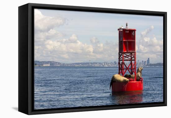 Us, Wa, Seattle. California Sea Lions Relax in Sun on Channel Marker Buoy-Trish Drury-Framed Premier Image Canvas