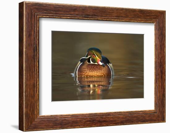 Usa. Aix Sponsa, Wood Duck, Male-David Slater-Framed Photographic Print