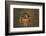 Usa. Aix Sponsa, Wood Duck, Male-David Slater-Framed Photographic Print