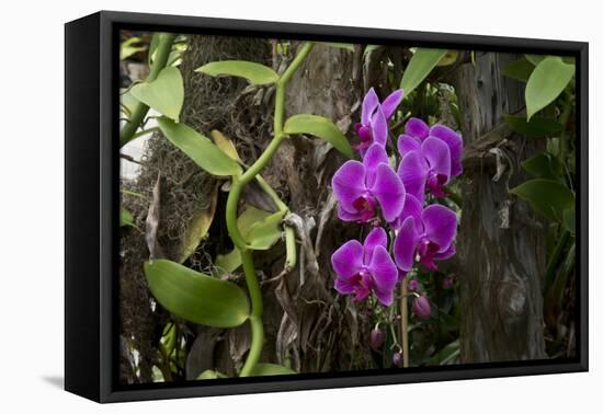 USA, Alabama, Mobile, Conservatory Flowers, Orchid-Bernard Friel-Framed Premier Image Canvas