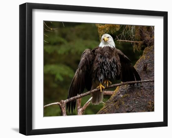 Usa, Alaska. A bald eagle at Anan Creek tries to dry its wings during a rainstorm.-Betty Sederquist-Framed Photographic Print
