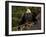 Usa, Alaska. A bald eagle at Anan Creek tries to dry its wings during a rainstorm.-Betty Sederquist-Framed Photographic Print