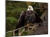Usa, Alaska. A bald eagle at Anan Creek tries to dry its wings during a rainstorm.-Betty Sederquist-Mounted Photographic Print