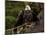 Usa, Alaska. A bald eagle at Anan Creek tries to dry its wings during a rainstorm.-Betty Sederquist-Mounted Photographic Print