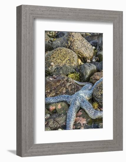 USA, Alaska. A blue toned sea star and green sea urchins on the rocks at low tide.-Margaret Gaines-Framed Photographic Print