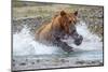 USA, Alaska. A brown bear splashes through a stream in pursuit of salmon.-Ellen Goff-Mounted Photographic Print