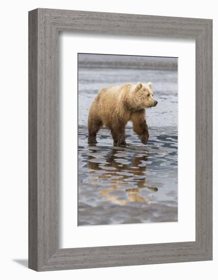 USA, Alaska. A female grizzly bear walks along the tidal flats, Lake Clark National Park.-Brenda Tharp-Framed Photographic Print