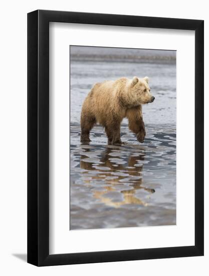 USA, Alaska. A female grizzly bear walks along the tidal flats, Lake Clark National Park.-Brenda Tharp-Framed Photographic Print