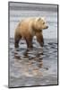 USA, Alaska. A female grizzly bear walks along the tidal flats, Lake Clark National Park.-Brenda Tharp-Mounted Photographic Print