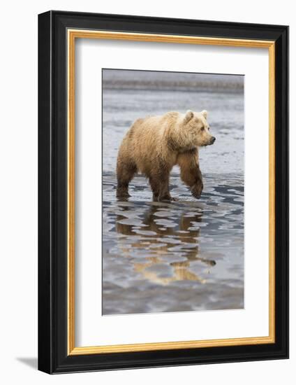 USA, Alaska. A female grizzly bear walks along the tidal flats, Lake Clark National Park.-Brenda Tharp-Framed Photographic Print