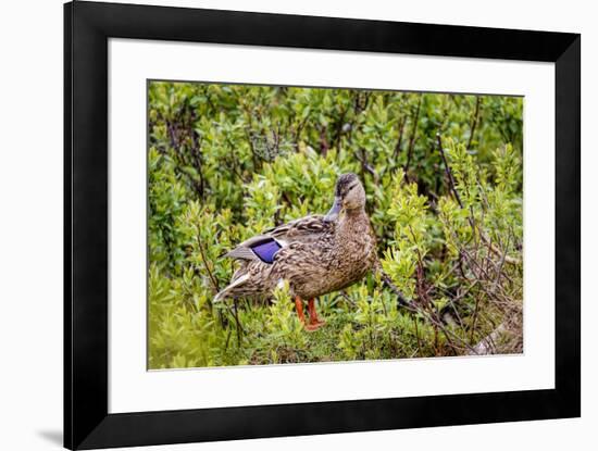 USA, Alaska. A female mallard duck stands among grass and willow bushes in the marsh.-Margaret Gaines-Framed Photographic Print
