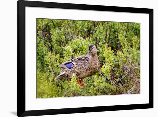 USA, Alaska. A female mallard duck stands among grass and willow bushes in the marsh.-Margaret Gaines-Framed Photographic Print