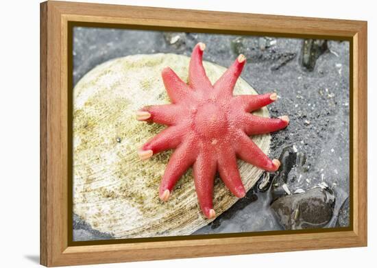 USA, Alaska. A red sun star on a clam shell at low tide.-Margaret Gaines-Framed Premier Image Canvas